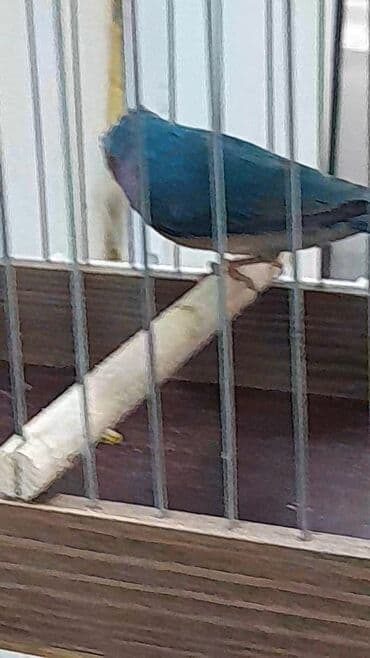 пудель карликовый цена: Amadin gulda goy reng 1 yasli maya satilir — 2