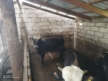 qoyun mal: 5 erkek heyvan cins tövlə şəraitində saxlanılir etlkdi. Vatsap aktifdi — 6