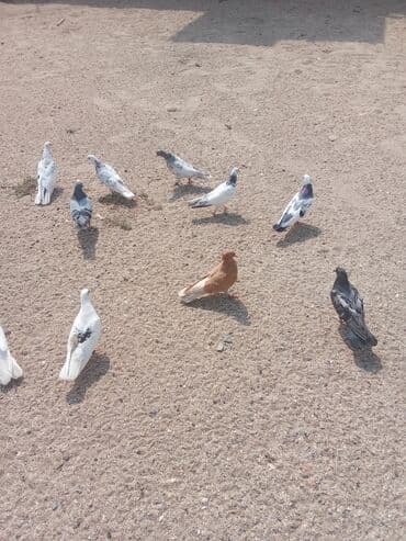 heyvanlara verilen xususi adlar: Saglam heyvanlardır tutulmalardi — 1