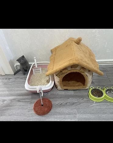 Pişik üçün tam aksesuar dəsti Dəst aşağıdakılardan ibarətdir: - — 2