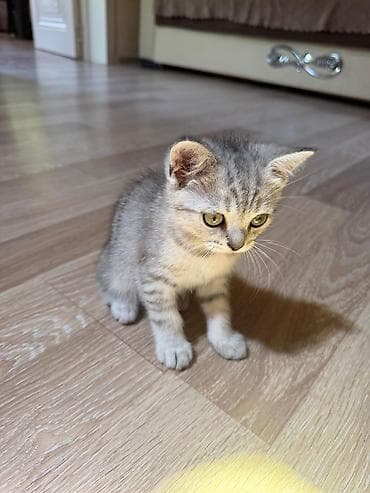 pisik sekilleri profil ucun: Qızıl şinşilla, Erkək, Yaxşı əllərə, Ünvandan götürmə — 6