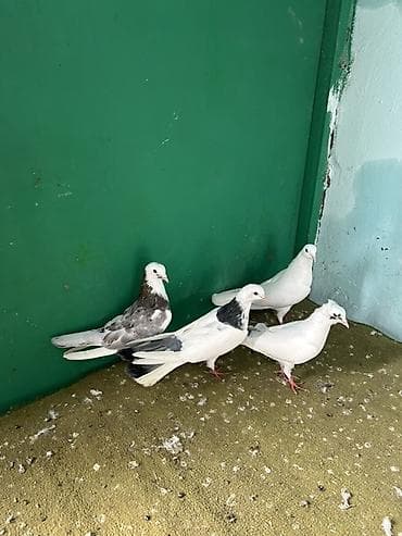 qaz linda: Qiymet 1 ne aitdi — 2