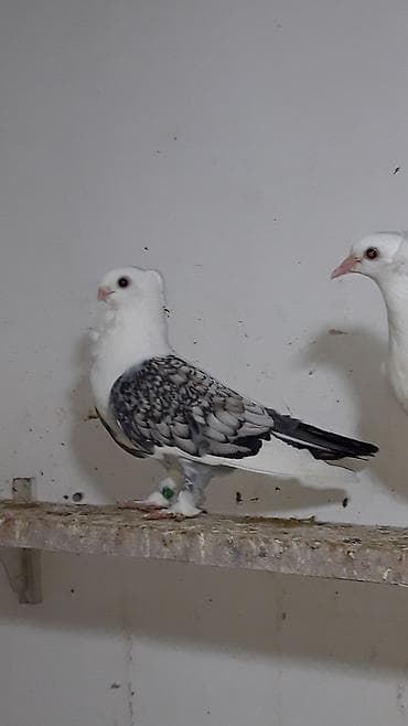 cex quşlar: Turk cinsleri hunkariler .3 cut bala veren yumurtaq quwlardi hal — 1