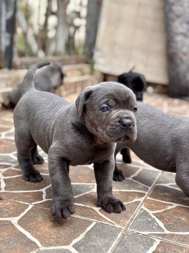 кане корсо цена: Kane-Korso — 8