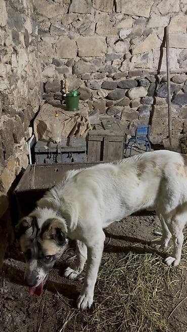 it ucun yuva: Qurdbasar, Peyvəndli — 1