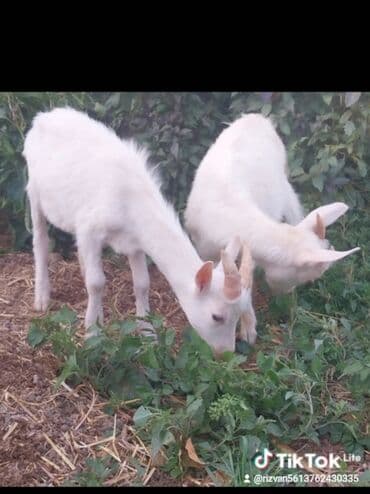 sarı british: Məhsul: Ağ rəngli iki baş keçi Təsvir: - Şəkildə iki baş ağ keçi — 1