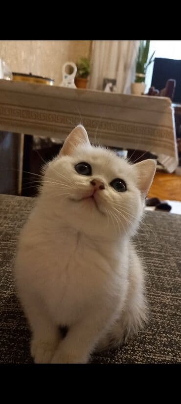 pişik sahiblendirmek: Britan, Erkək, Dişi, Yaxşı əllərə, Ünvandan götürmə — 6