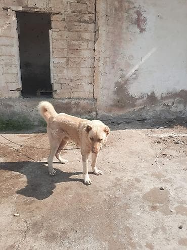 alabaý itleri: Qurdbasar, 9 ay, Erkek, Pulsuz çatdırılma — 4