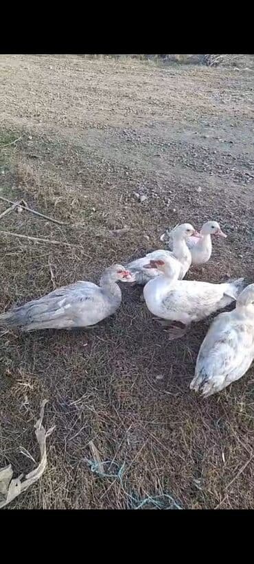 Inəklər, öküzlər: Muscovy (hind) ördəkləri – təsərrüfat üçün - Növ: Muscovy/hind ördəyi — 1