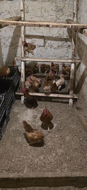 it heyvan: Yumurta toyuqları və xoruzlar - Növlər: kənd tipli yumurta — 3