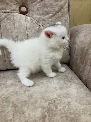 pişik aliram: Ağ tüklü balaca pişik balası - Cins: ehtimalən Scottish Fold/Longhair — 2