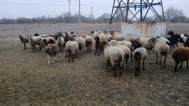 monqolustan quzu: Qoyun sürüsü satılır - Növ: Yerli ətlik-yunlu qarışıq tipli qoyunlar — 2