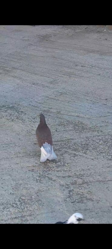 goyercin satisi: Mor agqened enniquyruqdu cilpaq erkek kesikde tutulub 15 azn unvan — 2