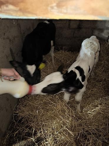 Balıqlar: Holşteyn cinsinə aid iki baş buzov satılır. Xüsusiyyətlər: - Rəng — 3