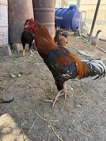 rottweiler tap.az: Xoruz, il: 2, Ünvandan götürmə — 3