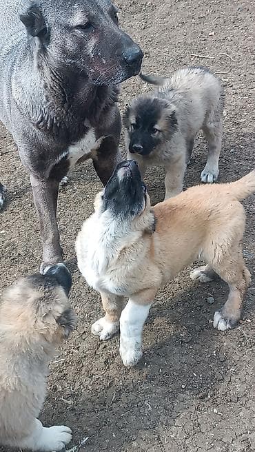 keçi qoyun: 1 ay — 3