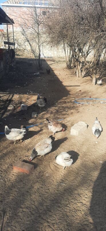 Keçi, çəpiş: Toyuq, Adler, Damazlıq — 1