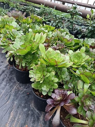 Çöl bitkiləri: Kalanxoe (Kalanchoe blossfeldiana) – saksı bitkisi - Çeşid: çiçəkli — 7