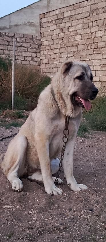 чобан ити: Кангал, 3 годa, Самка — 3