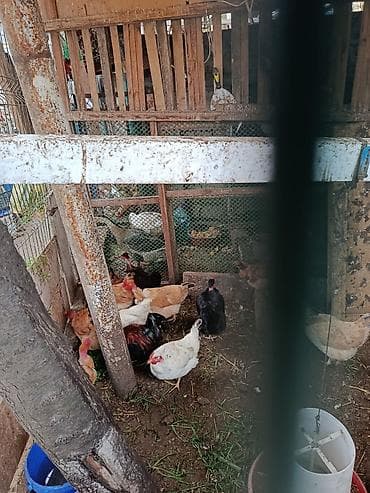 ev toyuqları: Toyuq, Yumurtalıq, Ünvandan götürmə — 2