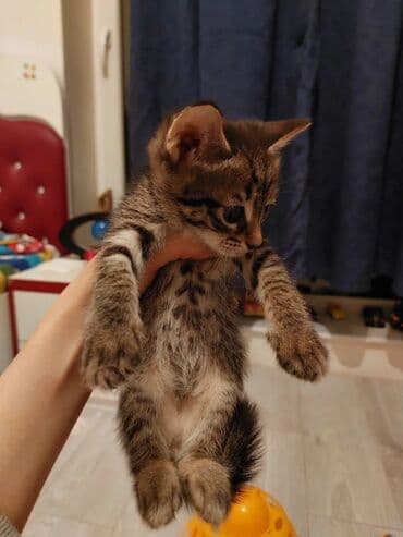 Ünvandan götürmə