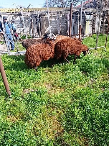Erkək, Qala, il: 1, 70 kq, Damazlıq, Ətlik, Ünvandan götürmə