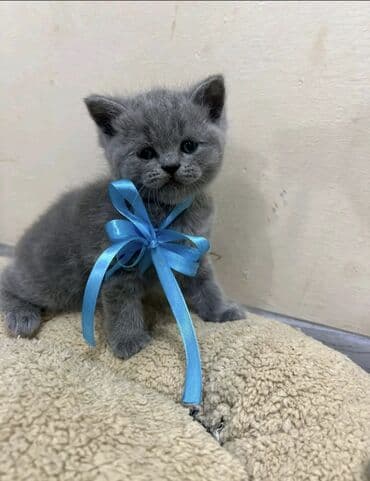 cins pişik satışı: 50 ile 400 arasi cins saf qan saqlam pisiklerimiz var sekilde olmayan — 7