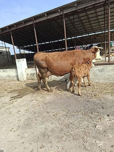 ucuz inek: 28 litir sud verir 3cu qarni dogdugu 22 gundu disi balasi var — 5