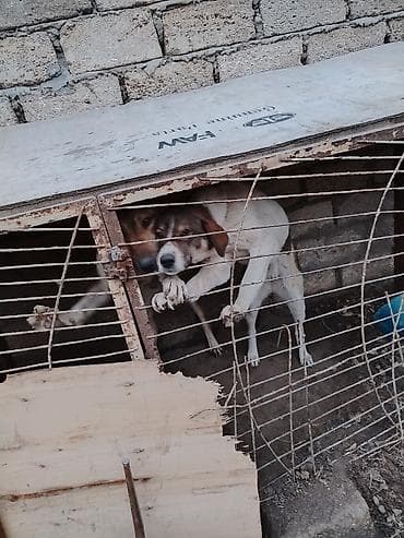 maltese terrier qiymeti: 1 il, Cütləşmə üçün, Ünvandan götürmə — 5
