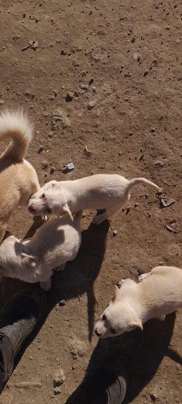 Ağ rəngli balaca it balaları - Təxminən eyni yaşda, xırda ölçülü