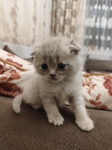 Balıqlar: Britan, Dişi — 10