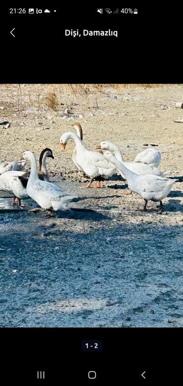 Dişi, | Linda, Damazlıq — 3