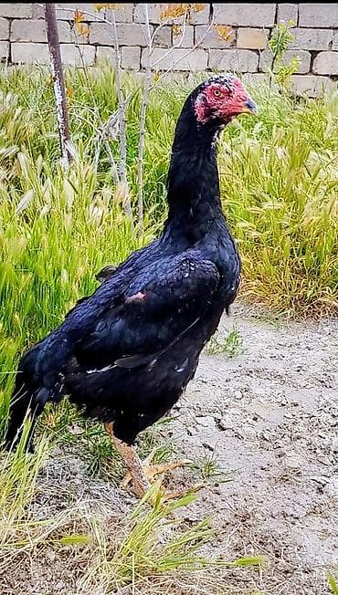 Xoruz, il: 1, Pulsuz çatdırılma — 1