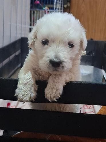 pudel it satisi: Ağ rengli golden 2aylıq erkek pyvendleri vurulub Məhsul təsviri: - — 1