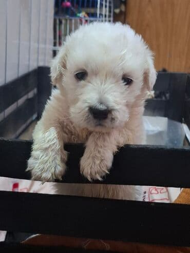 pudel sözünün mənası: Pudel — 2