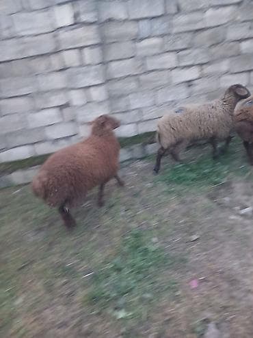 quzu qarni: Quzu – 3 baş satiram 2 erkek bir dişidi — 5