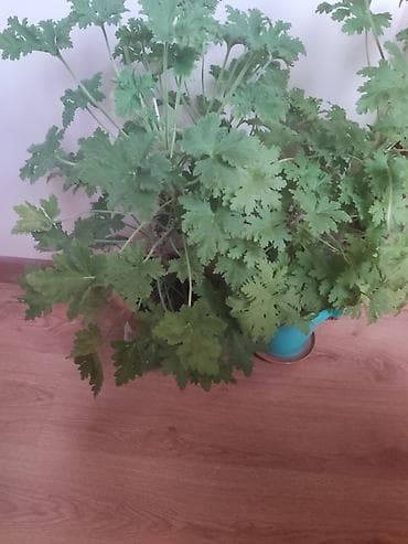 lego gul: Aromatik qızılgül ətirli qeran (Pelargonium graveolens) – ev daxilində — 2