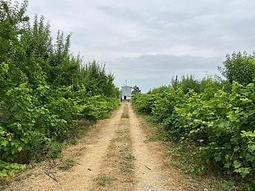 zanbaq: Badam bağı 8 yaşında. Şabranda 8 ha Badam bağı, ceşidi Feraduel və — 10