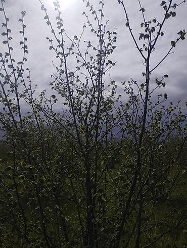 corat heyet evleri: Kənd təsərrüfatı — 5