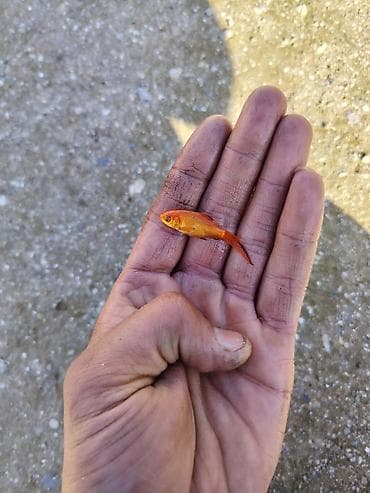 su qabı: Qızıl balıq, Sülhsevər, Ünvandan götürmə — 3