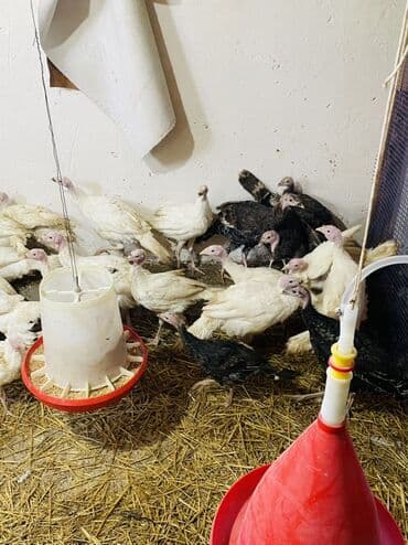 Inəklər, öküzlər: Salam hündüşkalar satılır 2aylıqıdlar1,5kq 2kq cəliləri var həm — 2