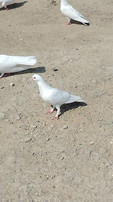 goyercin berde type 0: Salam quslar hamsi tutulub içlərində yorgun tutulanda var denizden — 7