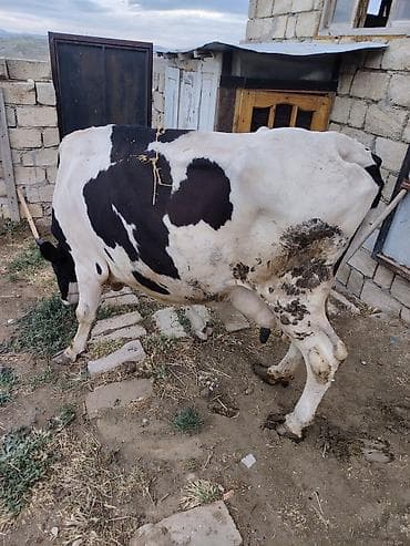 inek yemi: 2ci qarina 7 aylig bogazdi 1ci qarninda 24 litr sud verib bir nece — 3