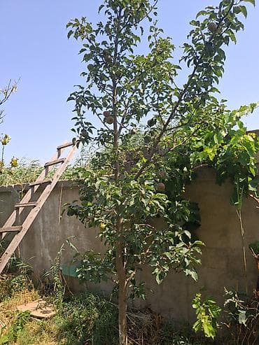 bine sovxoz evler: 12 sot, Mülkiyyətçi, Kupça (Çıxarış) — 8