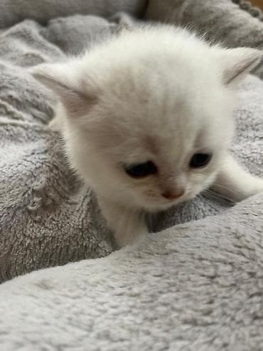 menks cinsli pişik: Şinşilla, Erkək, Dişi — 9