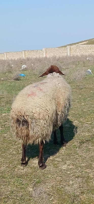 siam satisi: Damazlıq qala qoço satılır çox aktiv heyvandı diri çəkisi 85 kilodu — 5