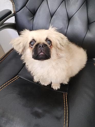 it pekines: Pekines — 5