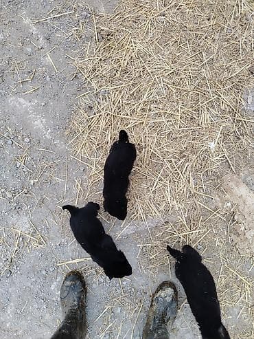 xacmaz heyvan bazari: Nemes afçarka sı 2 ədəd erkək — 9