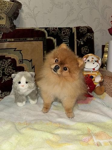 pomeran şpic: Şpitz, 3 il, Erkek, Cütləşmə üçün — 8