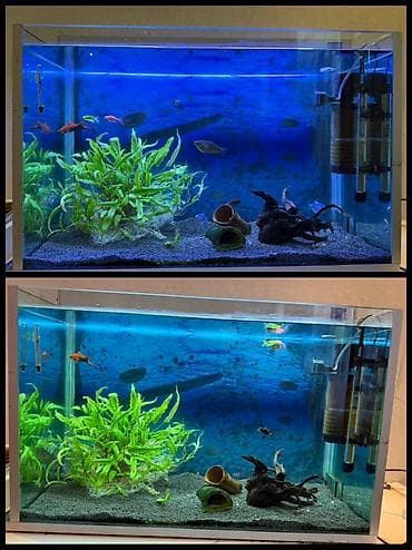 Dördbucaq akvarium, Balıqlarla birlikdə, 120 l lalafo.az -da Dördbucaq akvarium, Balıqlarla birlikdə, 120 l
